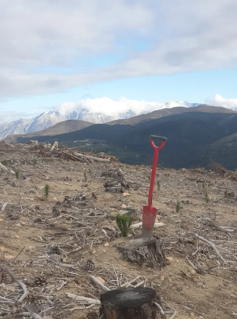 Makerikeri Silviculture field work